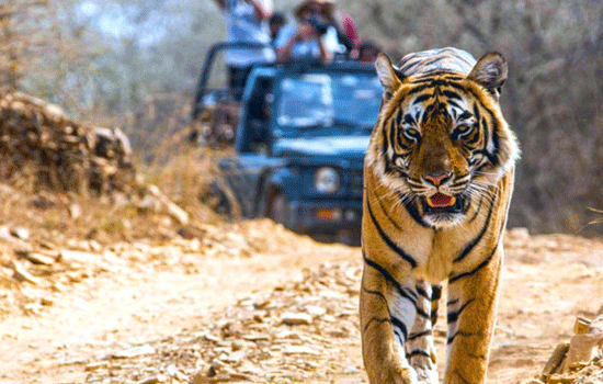 Wildlife Tours